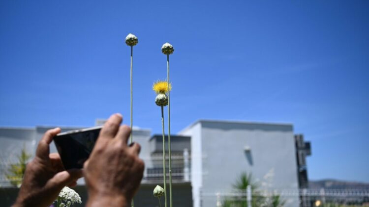 Kuşadası'nın 'Tülüşahları' çiçek açtı; koparmanın cezası 699 bin 245 lira