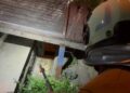 Hatay'da evin bahçesine giren yılan, doğaya salındı