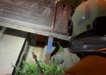 Hatay'da evin bahçesine giren yılan, doğaya salındı