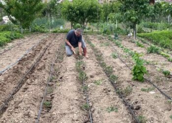 Artvin’de eğitimciler hobi bahçelerini üretim alanına dönüştürdü