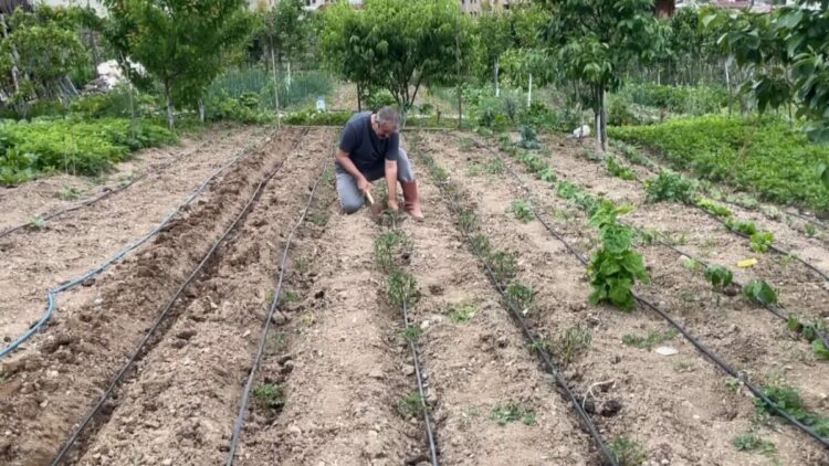 Artvin’de eğitimciler hobi bahçelerini üretim alanına dönüştürdü