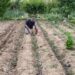 Artvin’de eğitimciler hobi bahçelerini üretim alanına dönüştürdü