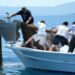 Bodrum'da denizden 2 bin metrekare hayalet ağ çıkarıldı