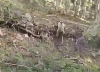 Kara yoluna inen yavru ayılar kamerada