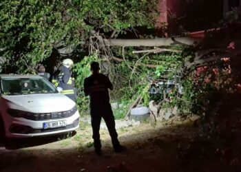 İkiye ayrılan dut ağacı, 2 aracın üzerine devrildi
