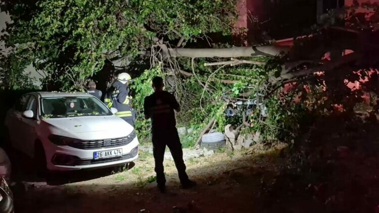 İkiye ayrılan dut ağacı, 2 aracın üzerine devrildi