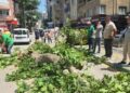 Devrilen tarihi çınar araca zarar verdi; yol trafiğe kapandı