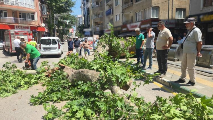 Devrilen tarihi çınar araca zarar verdi; yol trafiğe kapandı