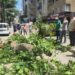 Devrilen tarihi çınar araca zarar verdi; yol trafiğe kapandı