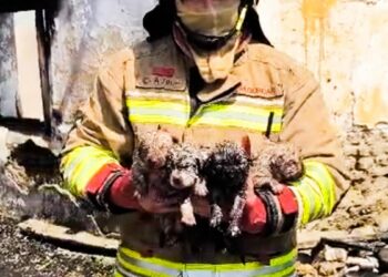 Yangında mahsur kalan köpek ve 4 yavrusu tedaviye alındı