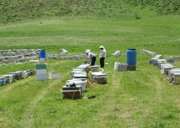 Bodrumlu arıcı, 5 yıldır Yüksekova'da bal hasadı yapıyor
