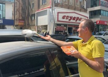Martı ‘Pamuk’ esnafın maskotu oldu