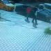Ankara'da dolandırıcılık operasyonu; 4 gözaltı