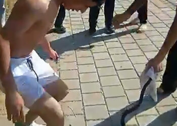Nehirden çıkardıkları yılanın başını ezip, çakıyla keserek öldürdüler
