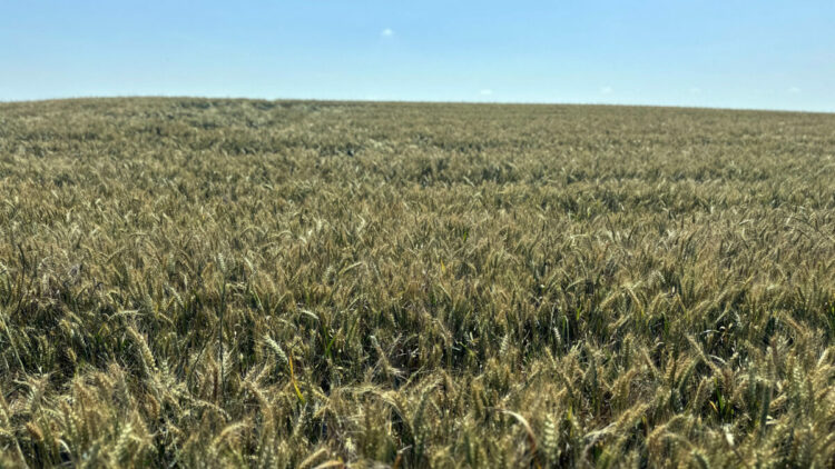 Edirne'de son yağışlarla buğdayda verim beklentisi arttı