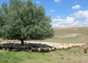 Aksaray’da ‘ithal çoban’ dönemi