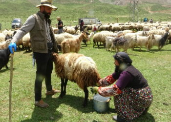 Yüksekova'da berivanların yayla mesaisi başladı