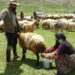 Yüksekova'da berivanların yayla mesaisi başladı