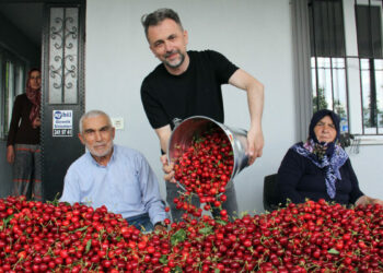 Türkiye'de kiraz mevsimi; Avrupa'ya ihracat başladı