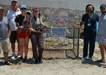 Aydın'da ilk caretta caretta yuvası Didim'de tespit edildi