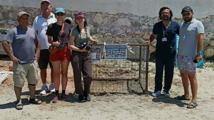 Aydın'da ilk caretta caretta yuvası Didim'de tespit edildi