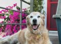 Bodrum'da 'Çinko' isimli köpeğin ölümüne neden olan sürücü beraat etti