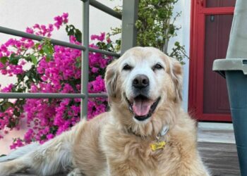 Bodrum'da 'Çinko' isimli köpeğin ölümüne neden olan sürücü beraat etti