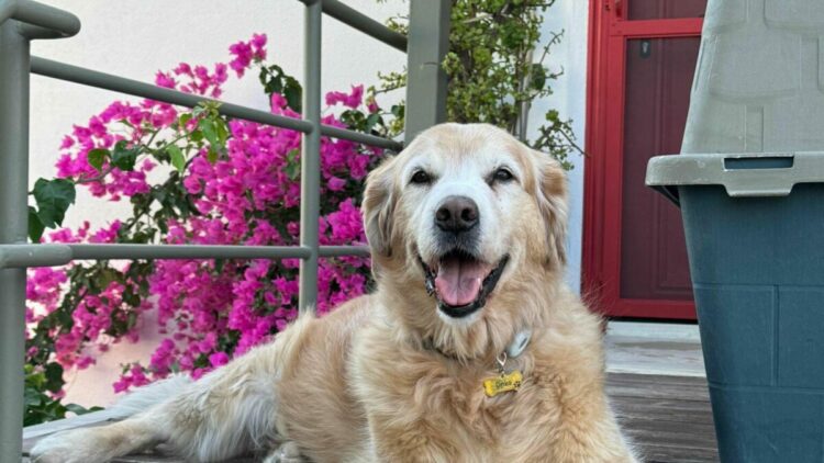 Bodrum'da 'Çinko' isimli köpeğin ölümüne neden olan sürücü beraat etti