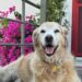 Bodrum'da 'Çinko' isimli köpeğin ölümüne neden olan sürücü beraat etti