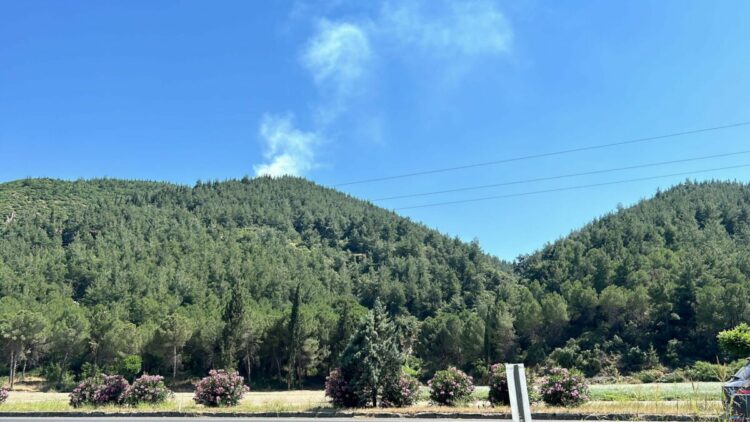 Manisa'da orman yangını