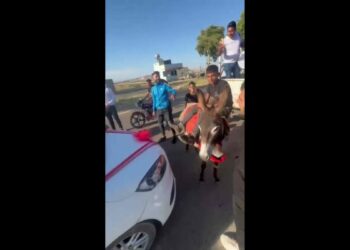 Çocuk çobanlar, eşekle düğün konvoyunun önünü kesip damattan bahşiş aldı