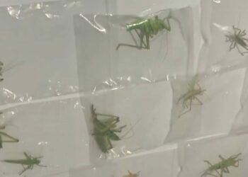 Yasa dışı yollarla çekirge toplayan 3 kişiye 2 milyon 97 bin lira ceza