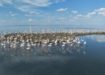 Tuz Gölü'nde 5 bin yavru flamingo kuluçkadan çıktı