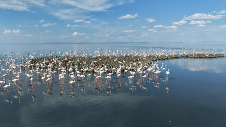 Tuz Gölü'nde 5 bin yavru flamingo kuluçkadan çıktı