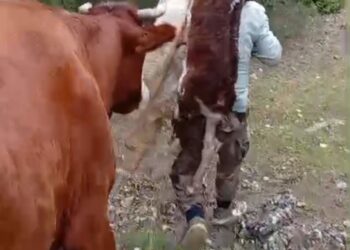 Yeni doğan buzağıyı sırtında taşıdı