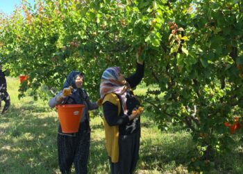 Mut kayısısında rekolte artışı üreticiyi mutlu etti