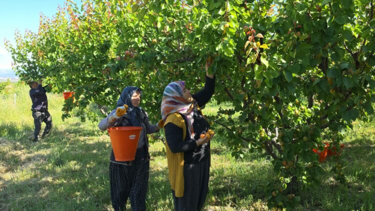 Mut kayısısında rekolte artışı üreticiyi mutlu etti