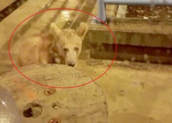 Nöbet tuttuğu güvenlik kulübesinin önüne 2 yavru bozayı geldi