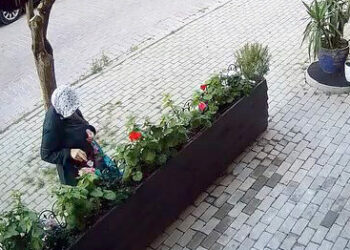Avcılar'da iş yerinin önünde yetiştirilen çiçekleri söküp çaldı: 'Sabahın köründe şafak operasyonu gibi'
