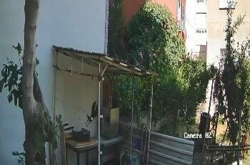 Yumurtaları alıp götüren karga kamerada