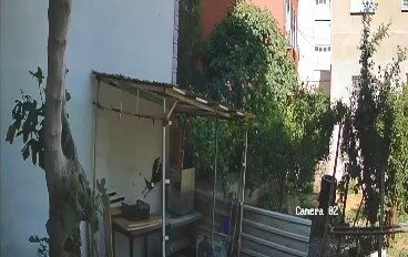 Yumurtaları alıp götüren karga kamerada