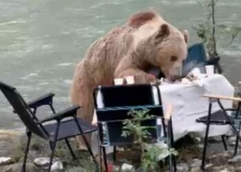 Munzur Vadisi’nde piknik masasına gelen ayı kamerada