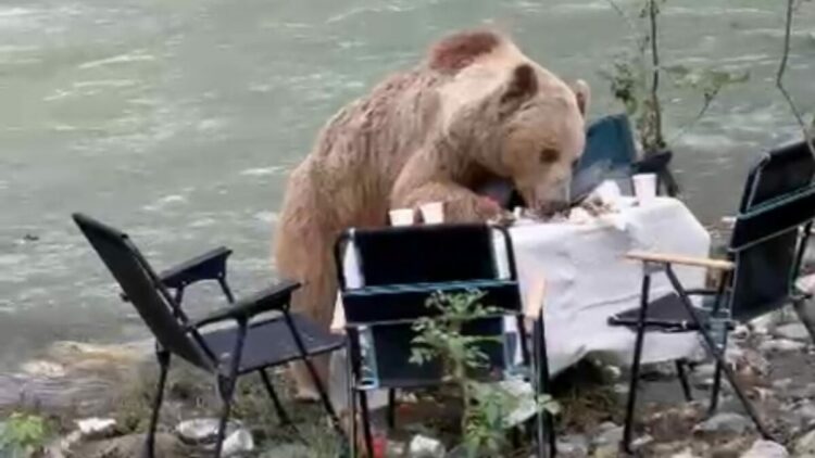 Munzur Vadisi’nde piknik masasına gelen ayı kamerada
