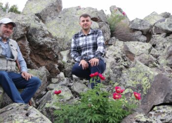 Erciyes Dağı eteklerinde şakayıklar ilk kez haziranda çiçek açtı; koparmanın cezası 699 bin TL