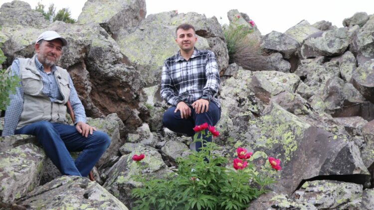 Erciyes Dağı eteklerinde şakayıklar ilk kez haziranda çiçek açtı; koparmanın cezası 699 bin TL