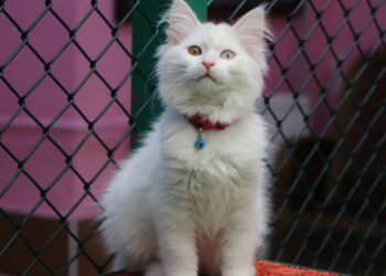 Van Kedi Villası'nda ilk dönem doğumlarda 100 yavru, bayramda 50 bin ziyaretçi
