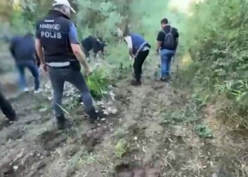 Hevsel Bahçeleri’nde 12 bin 174 kök kenevir ele geçirildi