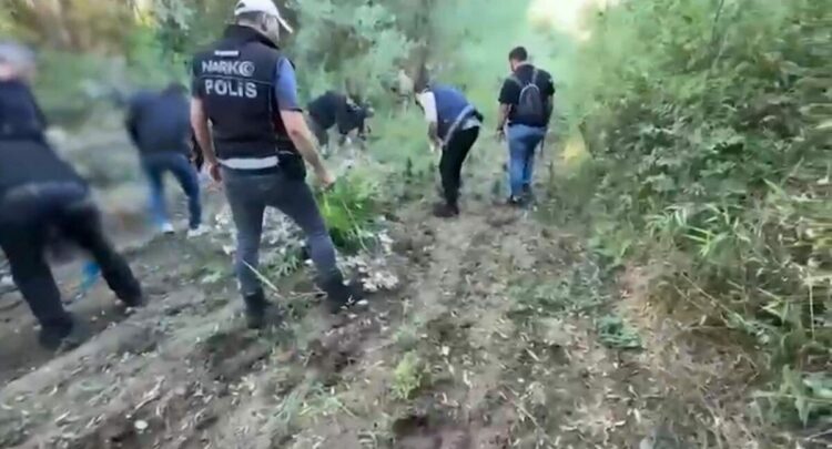 Hevsel Bahçeleri’nde 12 bin 174 kök kenevir ele geçirildi