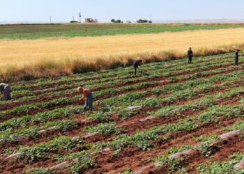 Dolunun vurduğu Diyarbakır karpuzunda hasat bu yıl gecikecek