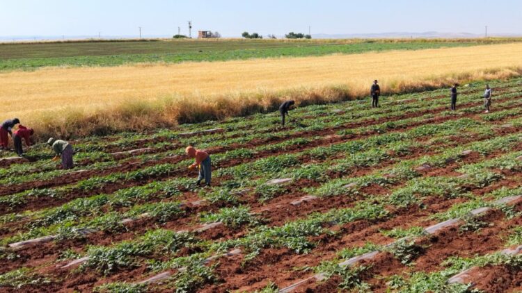 Dolunun vurduğu Diyarbakır karpuzunda hasat bu yıl gecikecek